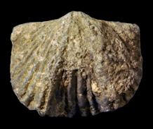 Platystrophia